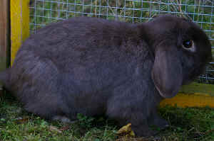 bruno-rechts.jpg (326729 Byte)